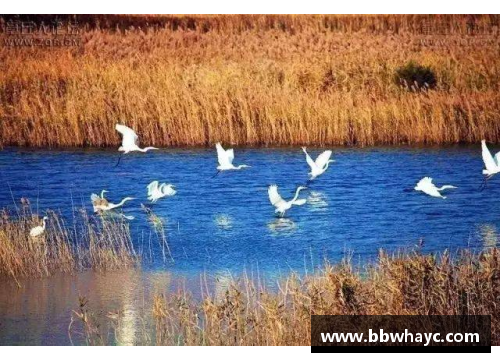 boyu博鱼落霞飞鹭映长空，荷碧花艳连绵——诗意生活的绚丽画卷 - 副本